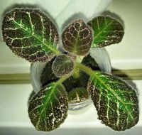 Лот: 9433020. Фото: 2. Эписция Aloha Mauna Loa. Комнатные растения и уход