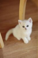 Лот: 9165411. Фото: 3. Продам британского котенка - кошечка... Растения и животные