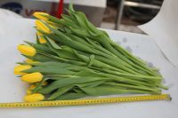Лот: 3617091. Фото: 9. Тюльпаны к 8 МАРТА! Крупный и...