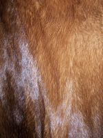 Лот: 5655982. Фото: 6. Шуба норковая размер 42-44