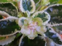 Лот: 9373779. Фото: 4. Фиалка Buckeye Irish Lace, взрослая... Красноярск