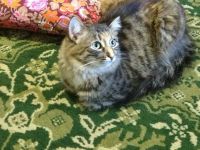 Лот: 7047679. Фото: 4. Котейки полосатики. Красноярск
