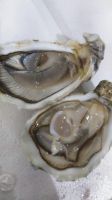 Лот: 20337072. Фото: 6. Устрица Россия 🇷🇺