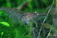 Лот: 9829918. Фото: 3. Креветка дальневосточная (Palemonetes... Растения и животные