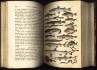 Лот: 16956275. Фото: 15. Джонатан Франклин . Естественная...