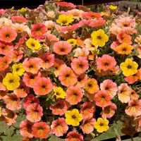 Лот: 11382549. Фото: 2. Petunia Cascadias Indian Summer... Семена, рассада, садовые растения