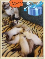 Лот: 9536291. Фото: 5. Сиамские котята 1,5 месяца (даром...