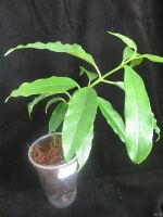 Лот: 13592326. Фото: 2. Хойя Hoya Lockii. Комнатные растения и уход