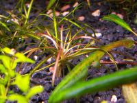 Лот: 11951773. Фото: 5. Эхинодорус Нежный Рубра (Echinodorus...