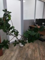Лот: 17331354. Фото: 2. Фикус каучуконосный (эластика... Комнатные растения и уход