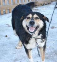 Лот: 2458211. Фото: 2. молодой,здоровый пес, бесплатно... Животные и уход