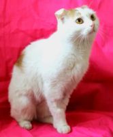 Лот: 7047699. Фото: 3. Кот Мурзик. Растения и животные