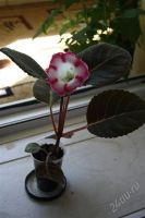 Лот: 2861902. Фото: 3. Глоксиния 7 (цветет). Растения и животные