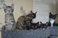 Лот: 16383703. Фото: 7. Отдам котят бобтейлы