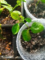 Лот: 7581300. Фото: 3. мурайя. Растения и животные