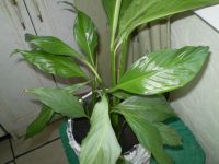 Лот: 5490628. Фото: 2. Женский цветок. Комнатные растения и уход