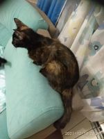 Лот: 18404869. Фото: 6. Котёнки. Чёрные, красивые. Можно...