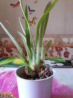 Лот: 5736104. Фото: 4. Орхидея Камбрия. Красноярск