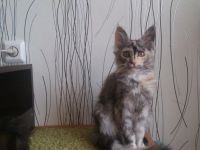 Лот: 5149793. Фото: 6. Котята мейн- кун