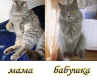 Лот: 11692191. Фото: 6. котятки