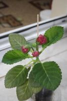 Лот: 4198581. Фото: 4. Глоксиния красная (всё растение... Красноярск