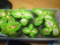 Лот: 11237318. Фото: 2. Колеус гибридный Wizard Rose черенки. Семена, рассада, садовые растения