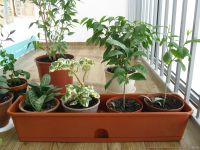 Лот: 17295277. Фото: 5. Фикус Бенджамина в горшке.