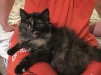 Лот: 11260125. Фото: 2. Милый Котёнок. Животные и уход