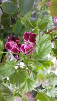 Лот: 9428684. Фото: 4. цветы одним лотом. Красноярск