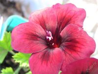 Лот: 1604077. Фото: 2. Пеларгония королевская. Комнатные растения и уход