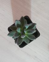 Лот: 19587510. Фото: 2. Пахифитум (Pachyphytum Bracteosum... Комнатные растения и уход