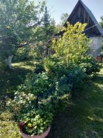 Лот: 13994850. Фото: 2. Дача. Продажа