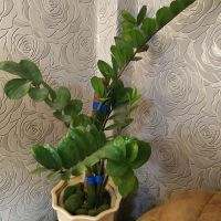 Лот: 21392372. Фото: 2. Замиокулькас -Долларовое дерево. Семена, рассада, садовые растения