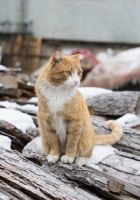Лот: 6659178. Фото: 5. Кот мышелов