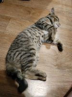 Лот: 16228332. Фото: 3. Котенок, девочка, примерно пятый... Растения и животные