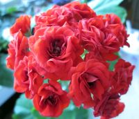Лот: 4108701. Фото: 2. Розебудная герань, красная. молодое... Комнатные растения и уход