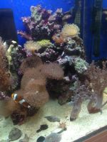 Лот: 6462951. Фото: 2. Морской аквариум. Аквариумистика