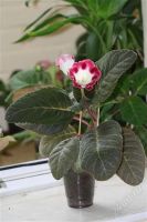 Лот: 2936267. Фото: 2. Глоксиния 21 (цветет). Комнатные растения и уход