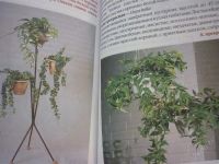 Лот: 1578234. Фото: 2. Вьющиеся комнатные растения... Дом, сад, досуг