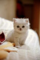 Лот: 13772325. Фото: 5. Британский котенок 1 мес - мальчик