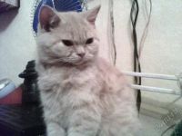 Лот: 2608123. Фото: 3. котята.шотландцы. Растения и животные