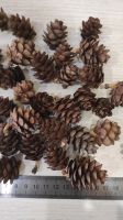 Лот: 25900025. Фото: 3. Шишки маленькие лиственница. Красноярск