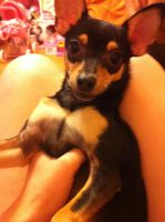 Лот: 3629133. Фото: 3. Той терьер. Растения и животные