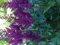 Лот: 12812978. Фото: 2. Сортовая пурпурная астильба. Семена, рассада, садовые растения