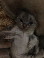 Лот: 7817150. Фото: 5. Шотландские вислоухие котята.