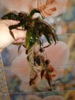 Лот: 21170843. Фото: 3. Растение в аквариум Криптокорина. Растения и животные