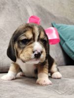 Лот: 22529277. Фото: 3. щенки бигль. Растения и животные