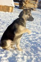 Лот: 6799005. Фото: 4. Охранный пёс. Красноярск