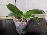 Лот: 19909979. Фото: 5. Орхидея Фаленопсис "Chiada Stacy...