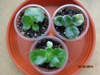 Лот: 4533498. Фото: 4. Фиалки пестролистные 3 детки-одним... Красноярск